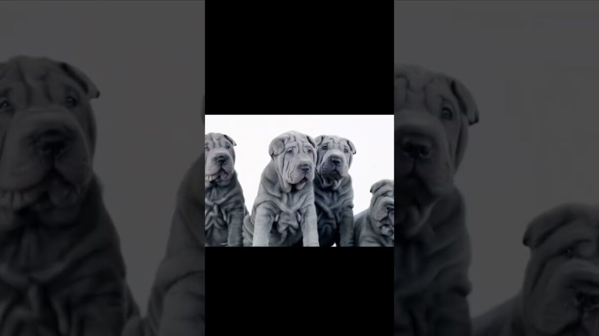 5 Oldest Dog Breed In The World , #olddogs , #saluki , #pitbull , #basenji , #chowchow