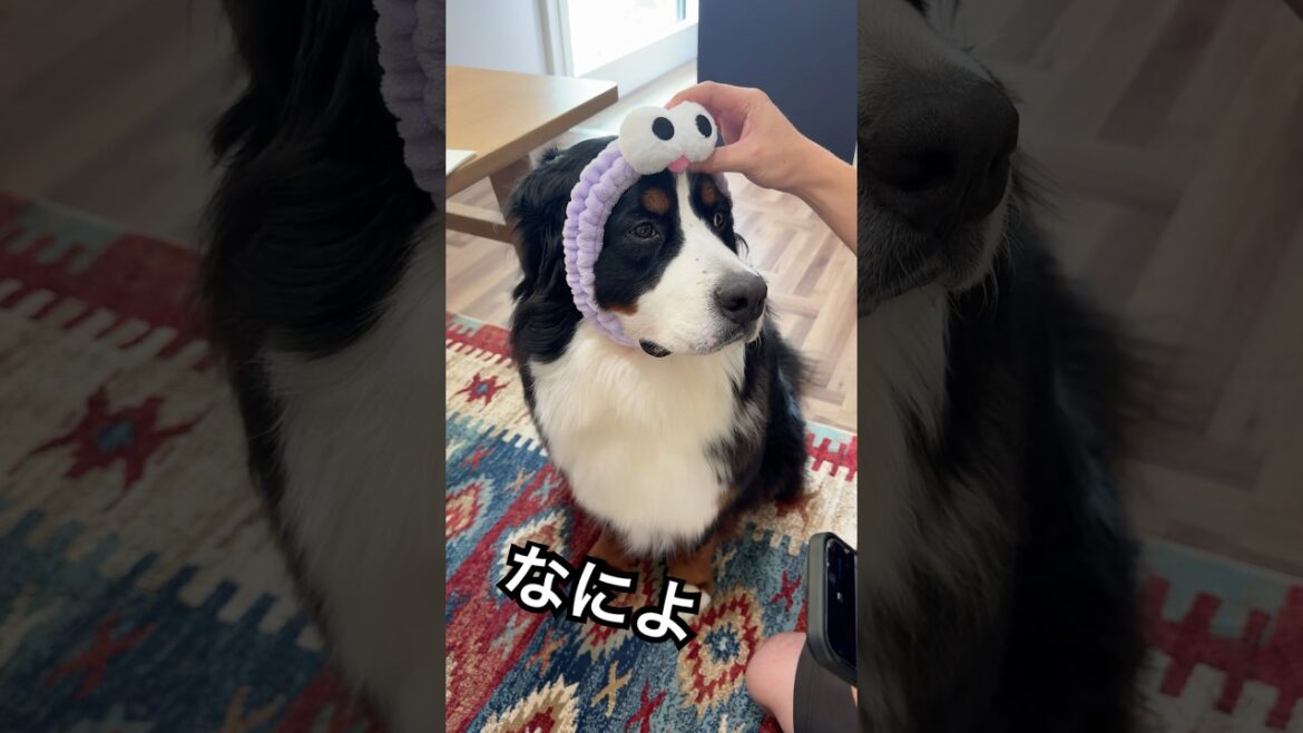 なんか頭につけてどん母の部屋に遊びにきた2人🐶🧔🏻 #バーニーズマウンテンドッグ