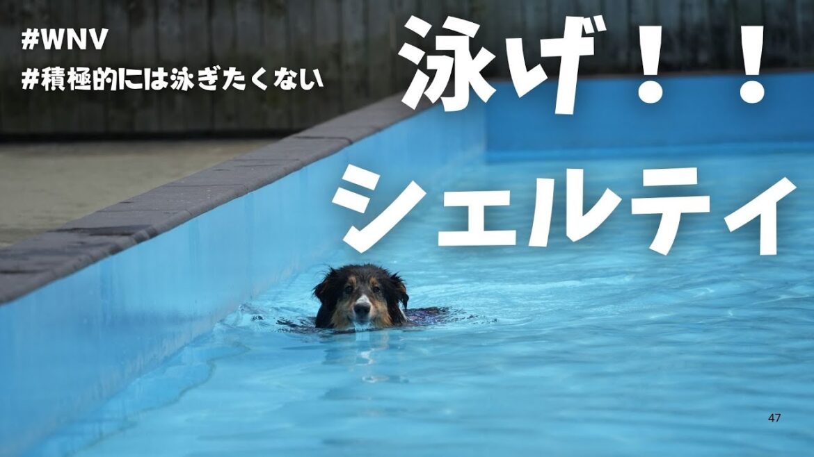 ワンダフルネイチャーヴィレッヂに行ってみた！【子犬8ヶ月】【シェットランドシープドッグ】【シェルティ】【多頭飼い】