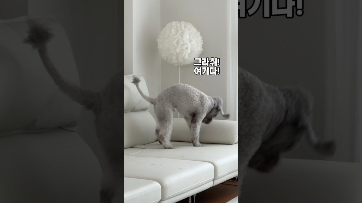 땅파는 강아지 베들링턴테리어 강아지낮잠준비 이렇게