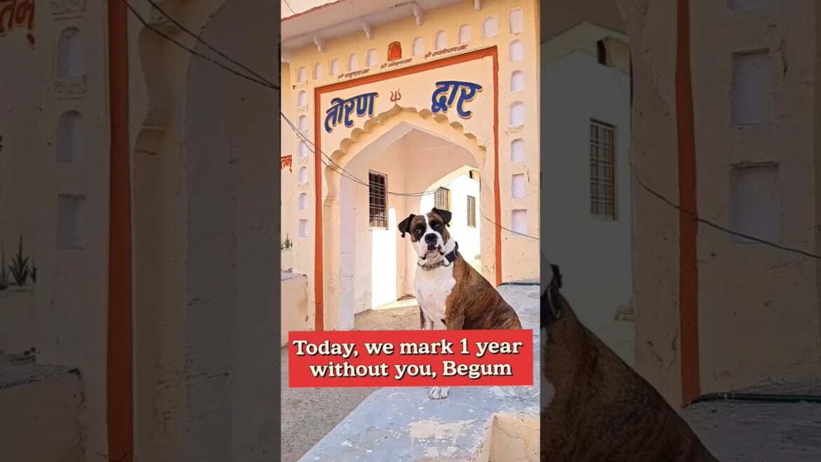 Pet Ke Khone Ka Dukh Bachche Ke Khone Jitna Hi Hota Hai | First Death Anniversary Of My Boxer Dog Pet Ke Khone Ka Dukh Bachche Ke Khone Jitna Hi Hota Hai | First Death Anniversary Of My Boxer Dog