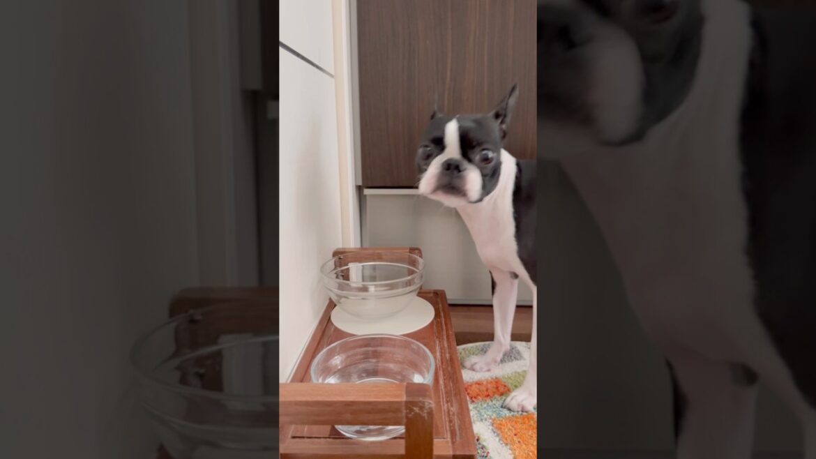 おはよう！メルの朝ごはん #ボストンテリア #ボステリ #bostonterrier