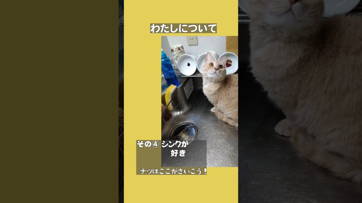 【ぽっちゃん家】はじめましてうららです　vol2　#猫 #猫動画#shorts