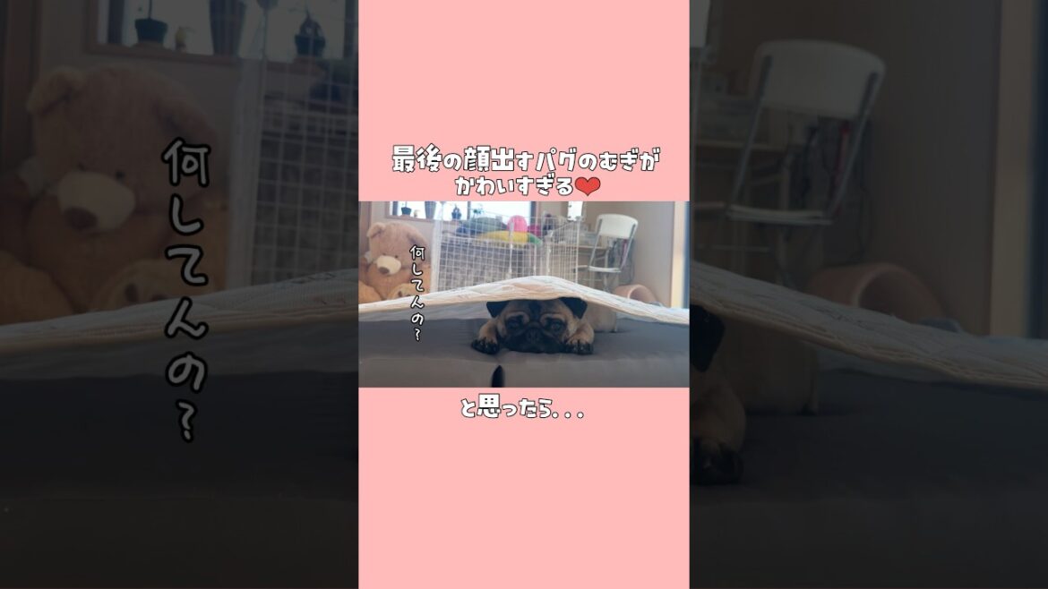 【むじゃきなパグのむぎ♡】#pug #puppy #パグ #子犬 #パピー #犬のいる暮らし #pets #犬 #dog #shorts #퍼그 #哈巴狗 #かわいい