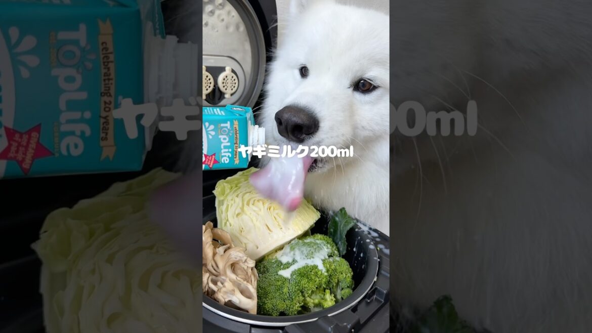 サーモンヤギミルクつくったら爆食してくれました！