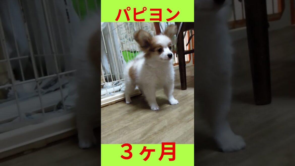 パピヨン３ヶ月＃子犬＃可愛い