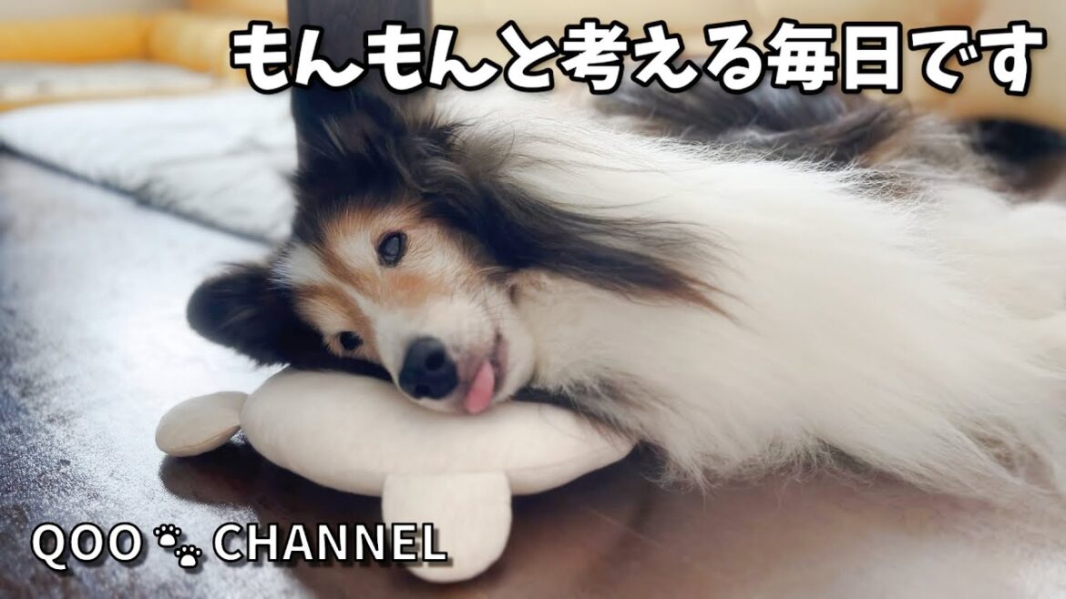 もんもんと考える毎日です🤔 #シェルティ #17歳 #sheltie もんもんと考える毎日です🤔 #シェルティ #17歳 #sheltie