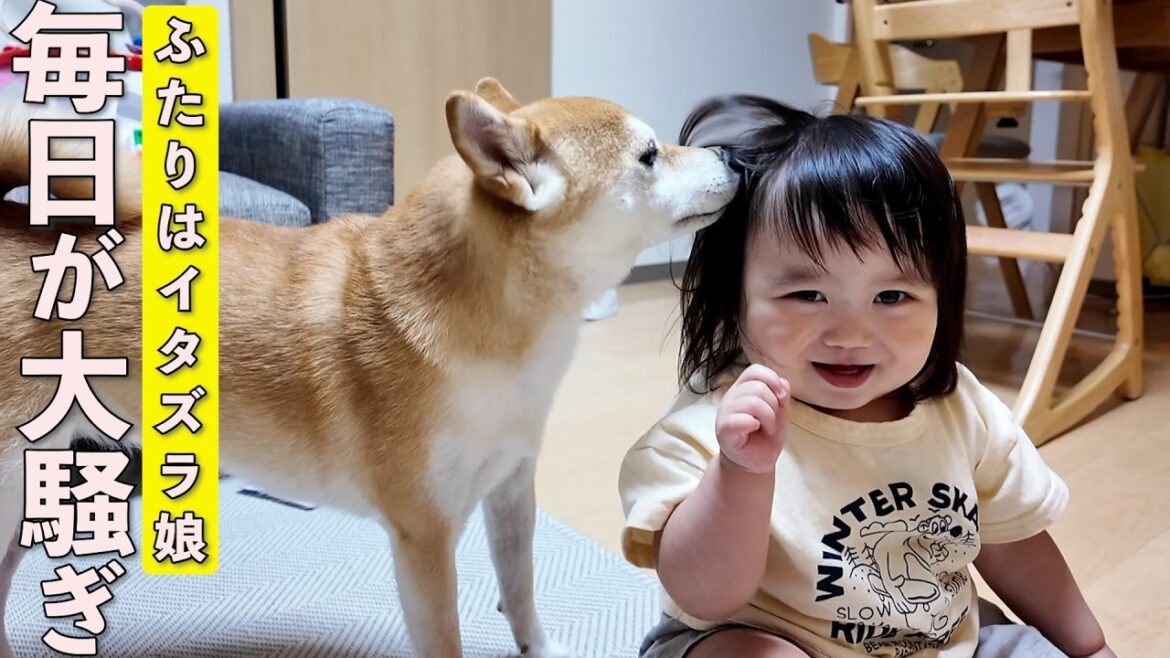 毎日笑顔が溢れる柴犬と1歳児の可愛すぎる日常がこちらですw