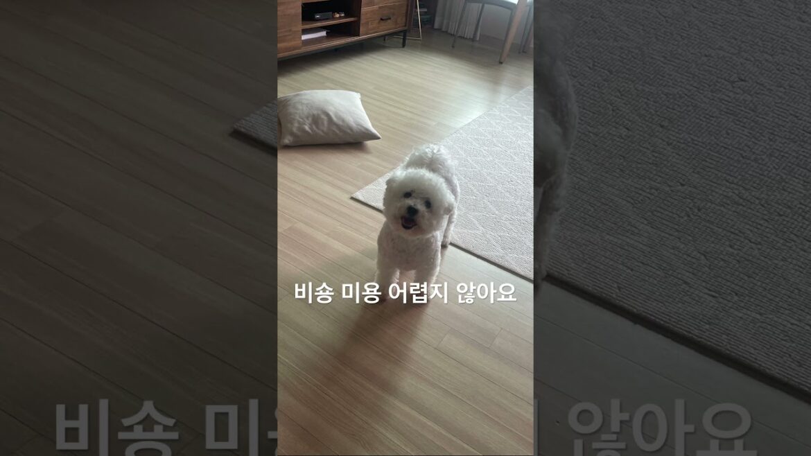 셀프 비숑 곰돌컷 대성공  #돈버는꿀팁 #비숑미용공짜로하는법 #비숑가위컷