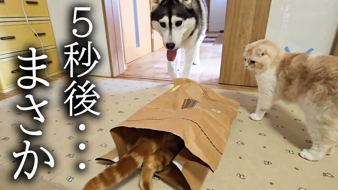 子猫のイタズラがハスキー犬にバレた結果大変なことに...
