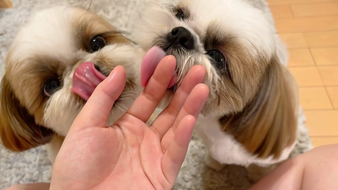 【シーズー】大事なケーキをつまみ食いした愛犬がこちら【愛犬vlog】　