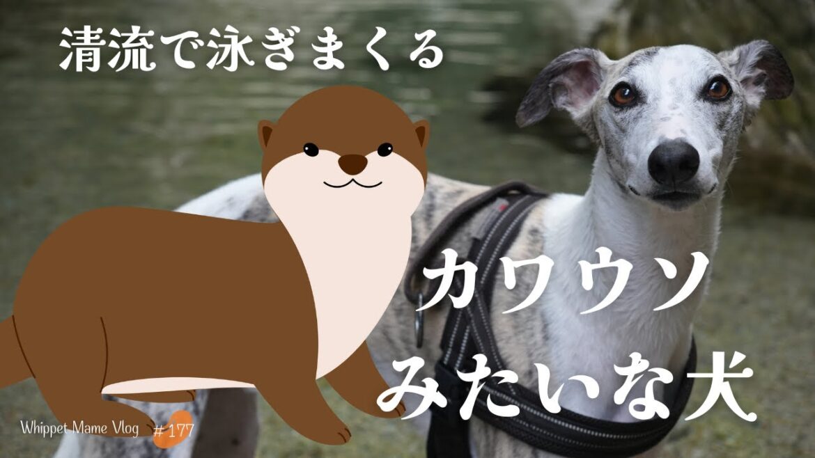 綺麗すぎ！美しすぎる四国の清流とウィペット　#177