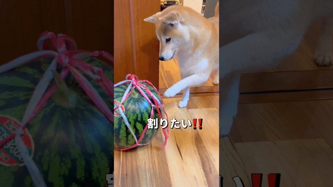 スイカで水分補給🐶🐶🎵#柴犬 #チワワ #shorts