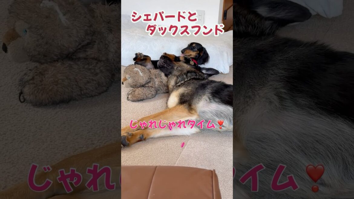 【かわいい🩷犬】 #germanshepherd #ジャーマンシェパード #癒し #ダックスフンド