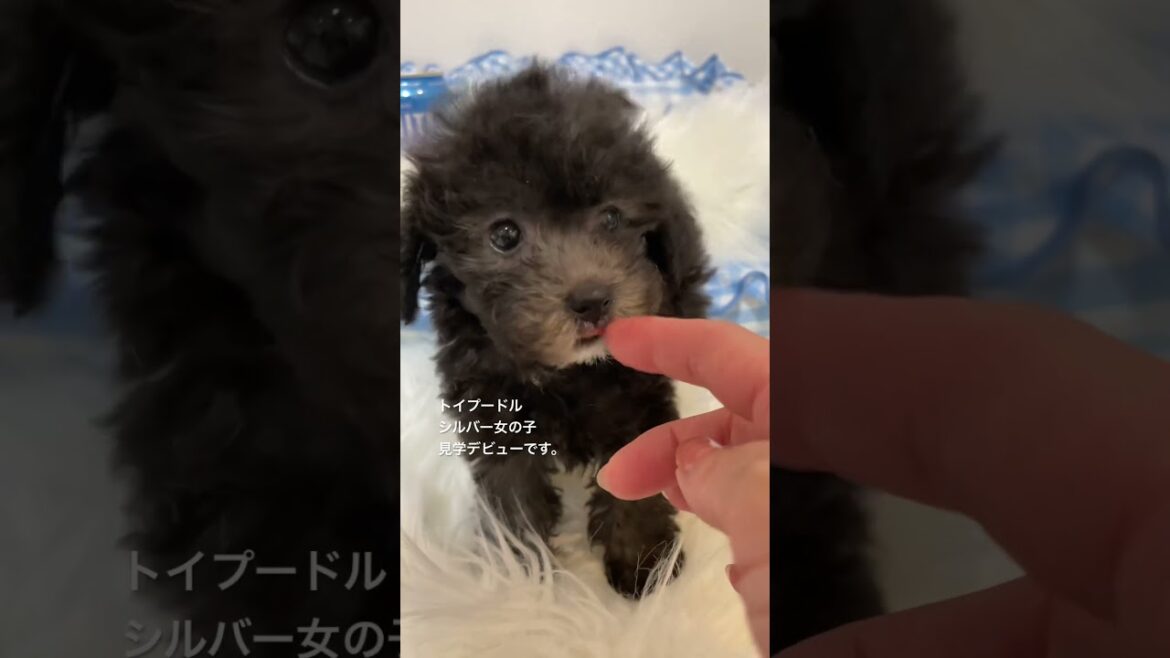 トイプードル専門店・シルバー女の子です。子犬たち見学デビューしました。#トイプードルシルバー #トイプードル #トイプードル子犬