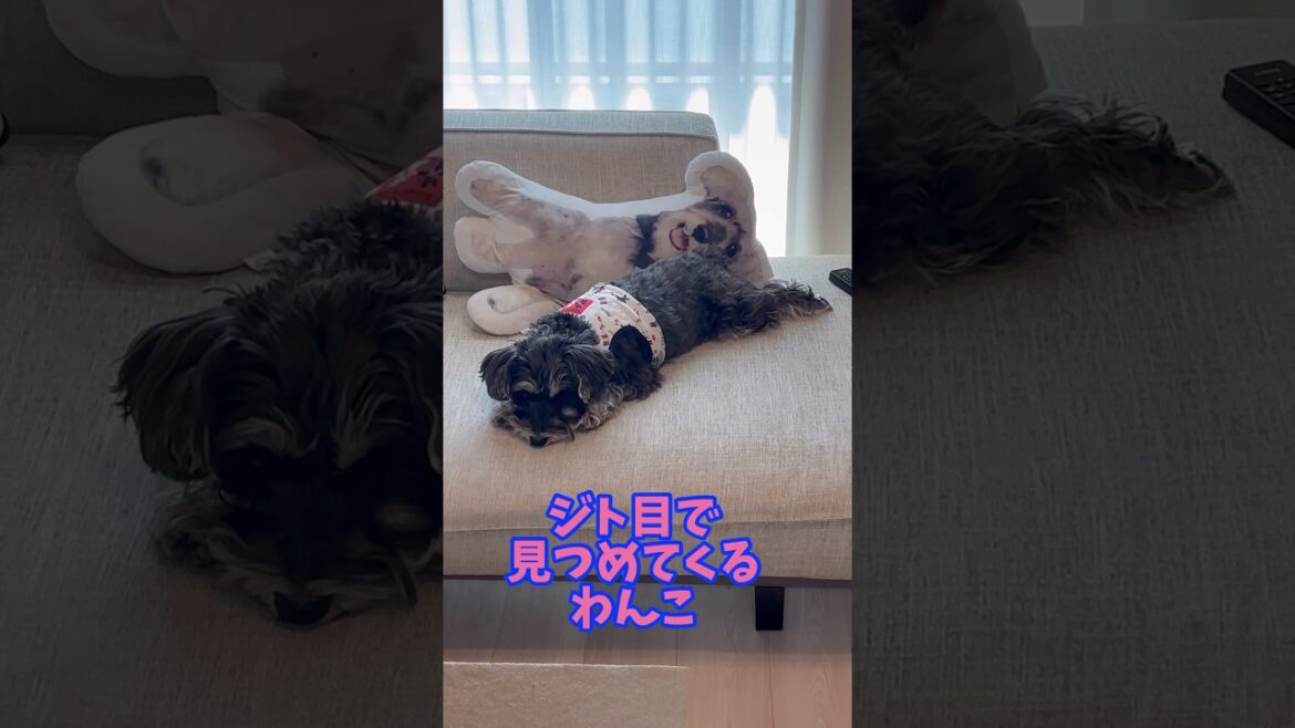 ジト目で見つめてくるわんこ #犬のいる生活 #シュナ #dog #可愛い #ミニチュアシュナウザー #シュナウザー #癒し #ミニシュナ #犬のいる暮らし #わんわん #わんこ #愛犬