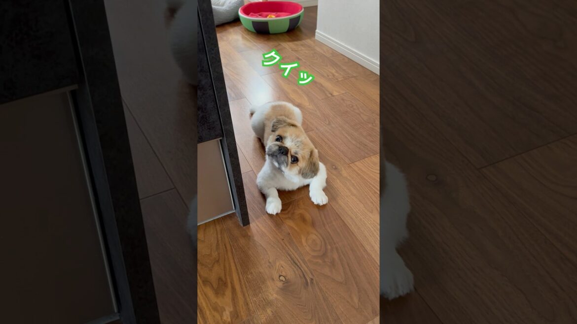 首をクイッと　#いやしわんこ #ペキニーズ #pekingese #鼻ぺちゃ犬 #わんこのいる生活 #ぺきにーず