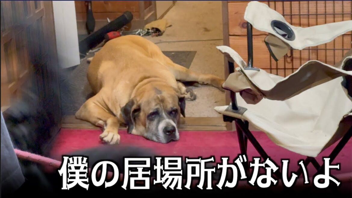 お客さん来てバーニーズとゴールデンだらけ