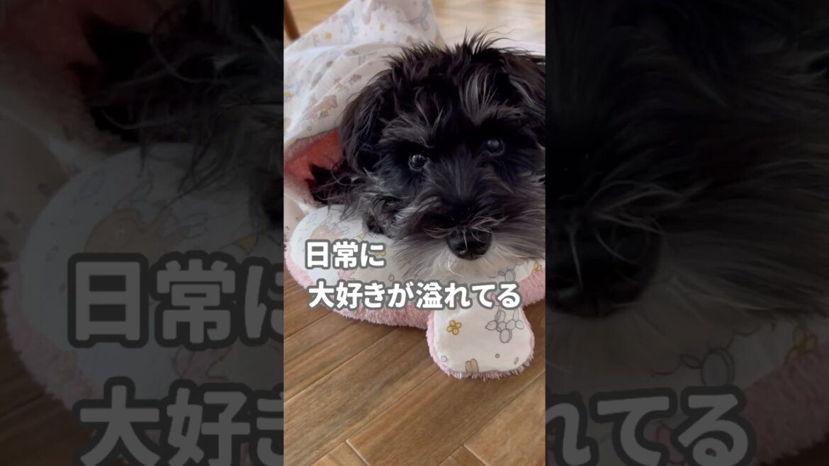 日常に大好きが溢れてる #うさぎ多頭飼い #rabbit #dog  #ミニチュアシュナウザー #animalshorts