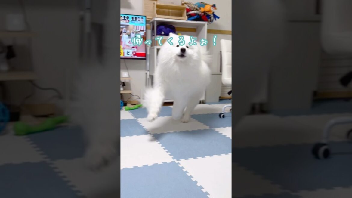 大好きなパパの帰宅を知ってルンルンするサモエドが可愛い #samoyed #サモエド #癒し