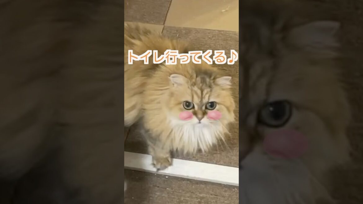 トイレ行ってくるお！💛#ペルシャ猫 #shorts #猫好きさんと繋がりたい #cat #猫