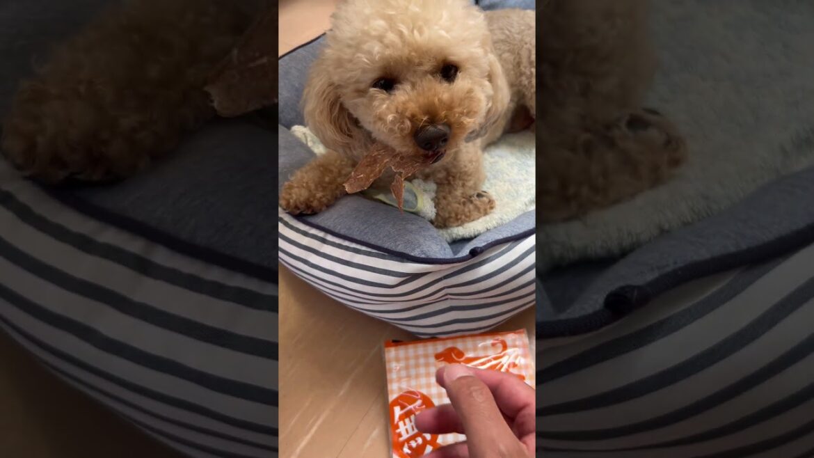 鴨肉薄切り2 【おやつ】【食べる】トイプードルのクベ   #short  #トイプードル #toypoodle #shorts