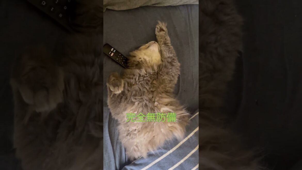 バンザイ #ねこ動画 #アメリカンカール #猫好き
