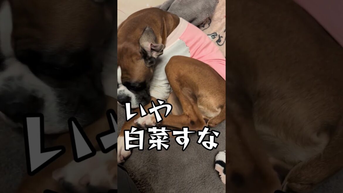 噛みすぎた主 #パワ子 #コント #犬のいる生活 #コントチャンネル #ボクサー犬 #大型犬のいる生活 #いぬ