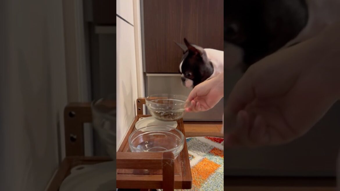 おはよう！メルの朝ごはん #ボストンテリア #ボステリ #bostonterrier