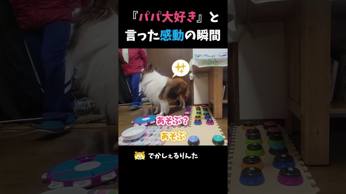 『パパ大好き』と言った感動の瞬間【会話ボタンでしゃべる犬】 #shorts #dog