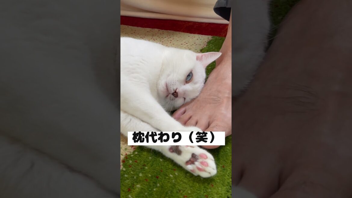 パパの足に自分の匂いを擦り付ける弟猫が可愛い