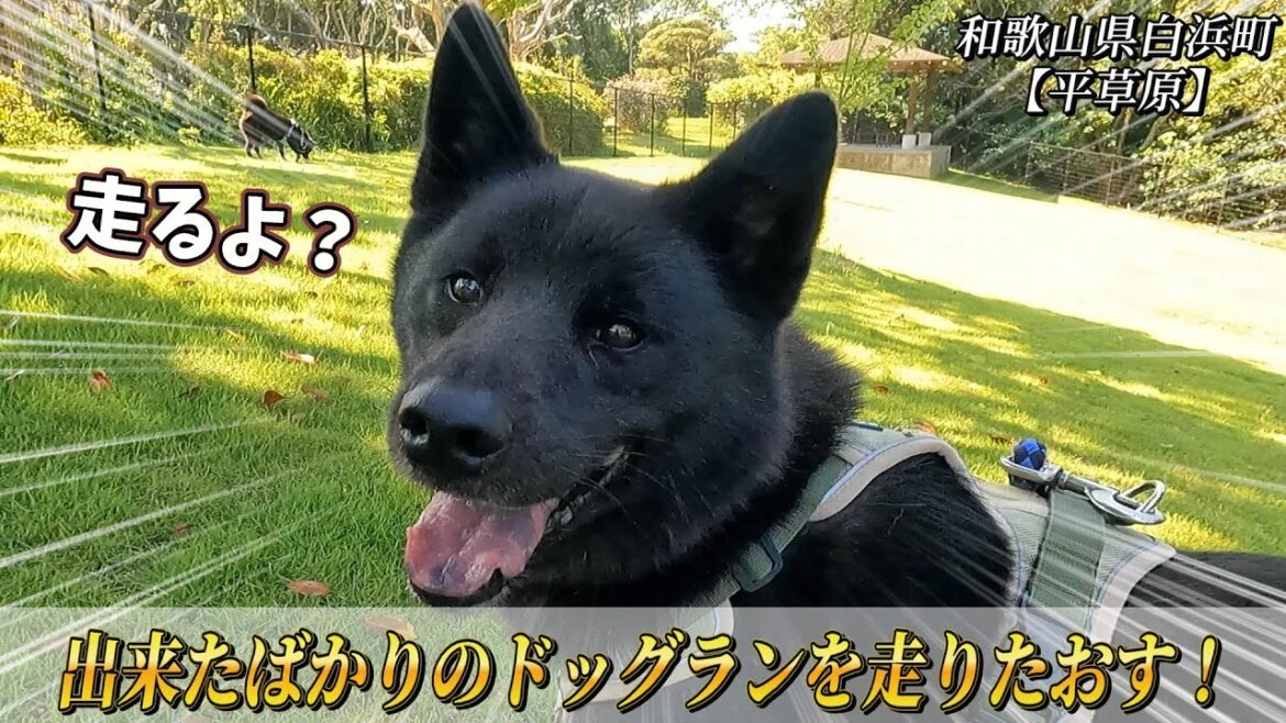 【甲斐犬】新しく出来たドッグランに行ってみた！～和歌山県白浜町【平草原ドッグラン】～