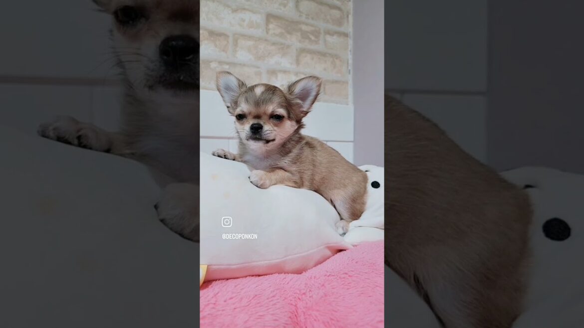 【チワワ】ロングコートチワワの男の子✨#chihuahua #プリティードッグ #チワワ ##チワワブリーダー