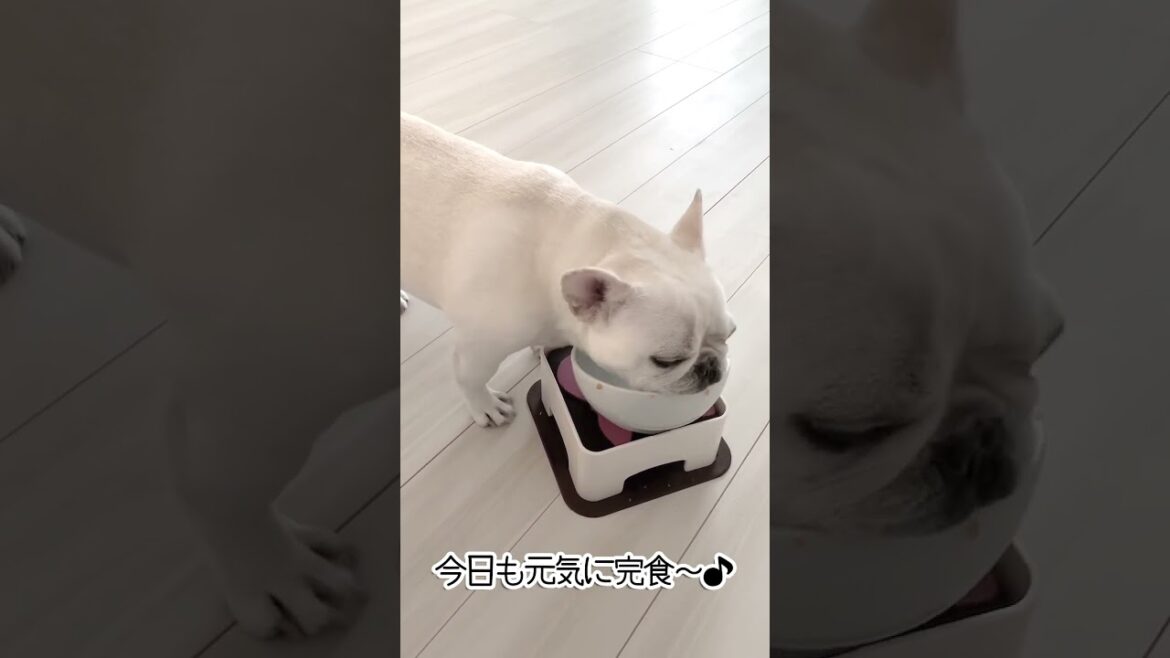 今日も元気に完食〜♪【フレンチブルドッグ frenchbulldog】 #dog #フレブル飼い方 #ペット 今日も元気に完食〜♪【フレンチブルドッグ frenchbulldog】 #dog #フレブル飼い方 #ペット