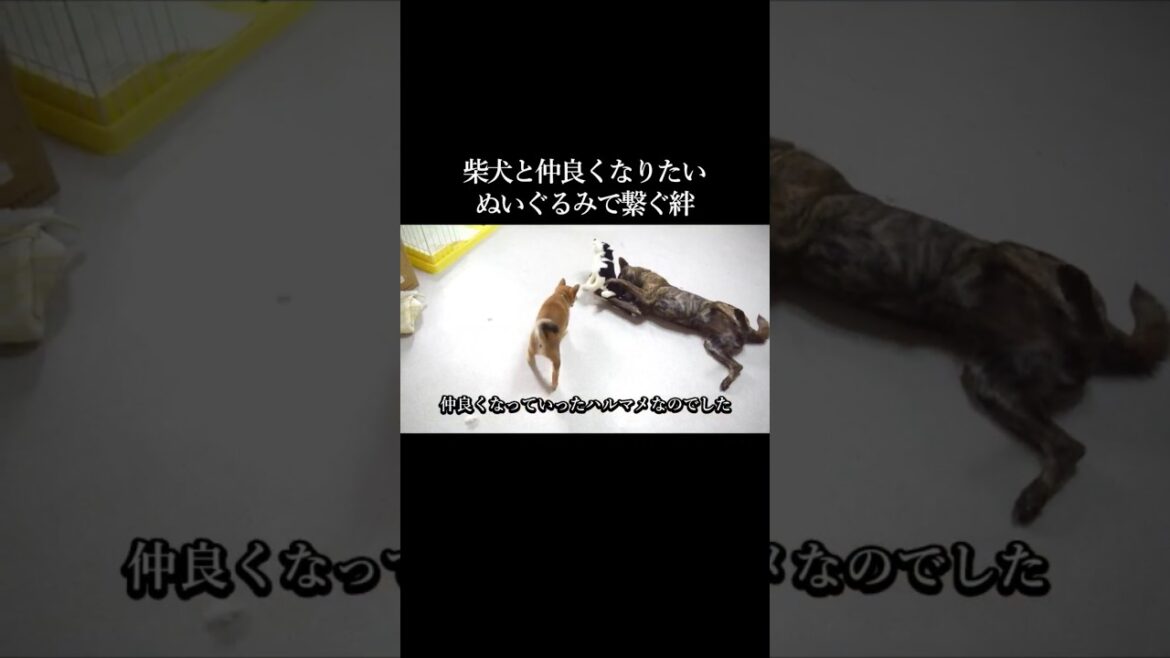 柴犬と仲良くなりたい甲斐犬。ぬいぐるみで繋がれる絆 #甲斐犬 #柴犬 #youtubeshorts 柴犬と仲良くなりたい甲斐犬。ぬいぐるみで繋がれる絆 #甲斐犬 #柴犬 #youtubeshorts