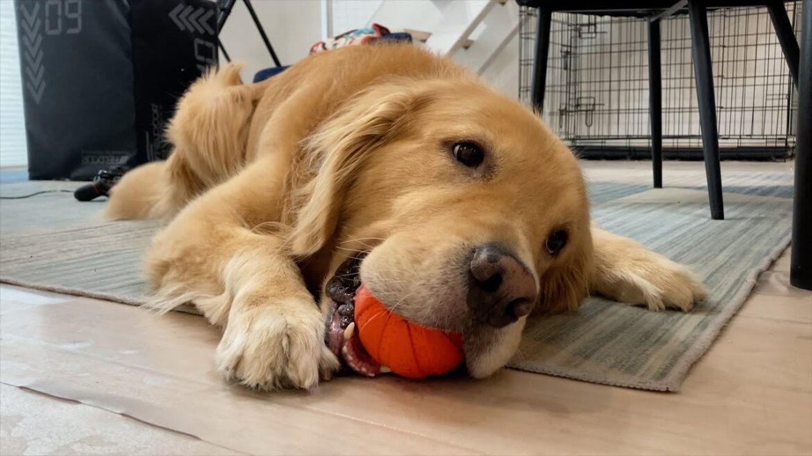 姉と弟がいないので、遊ぶ相手がママしかいない時の愛犬