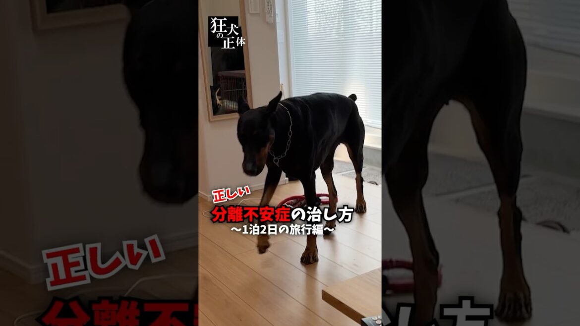 正しい分離不安症の治し方 #ドーベルマン #大型犬との暮らし