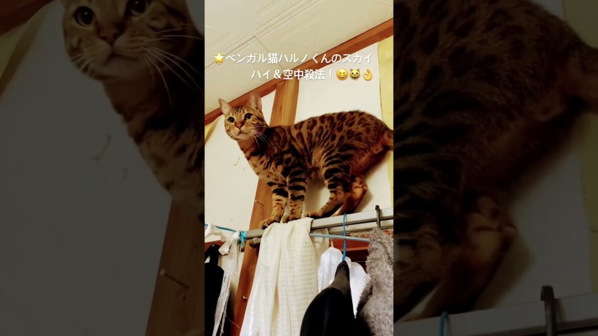 2025年7月15日🌟 #ベンガル猫#ハルノくん#スカイハイ#ベンガルジャンプ#空中殺法#cat#short