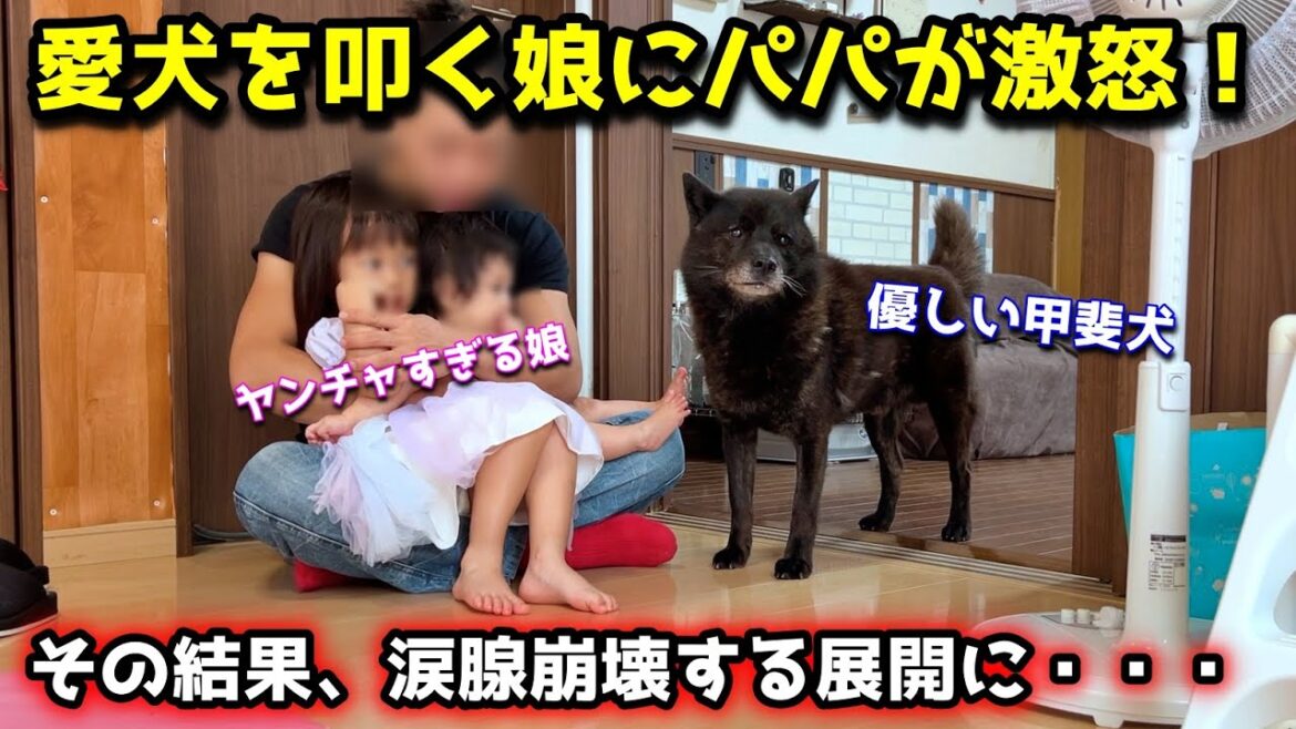 【涙】優しい甲斐犬を叩く娘にパパが激怒した結果、こうなりました 【涙】優しい甲斐犬を叩く娘にパパが激怒した結果、こうなりました