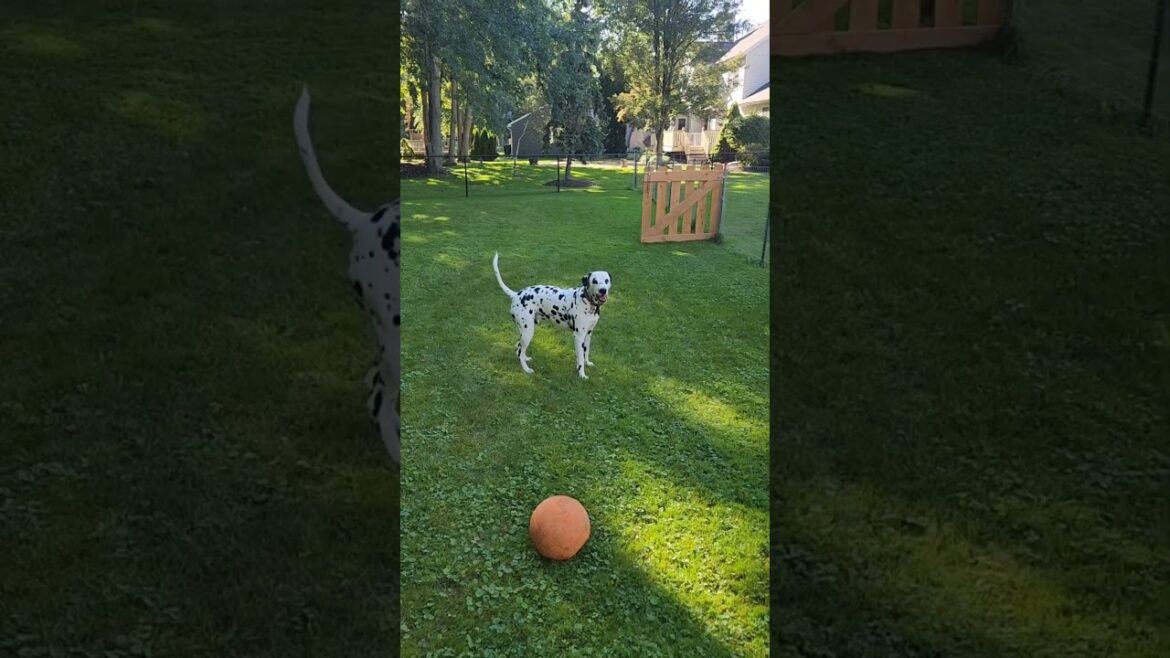 How a Dalmatian Dog Brings Pure Bliss to Your Afternoon