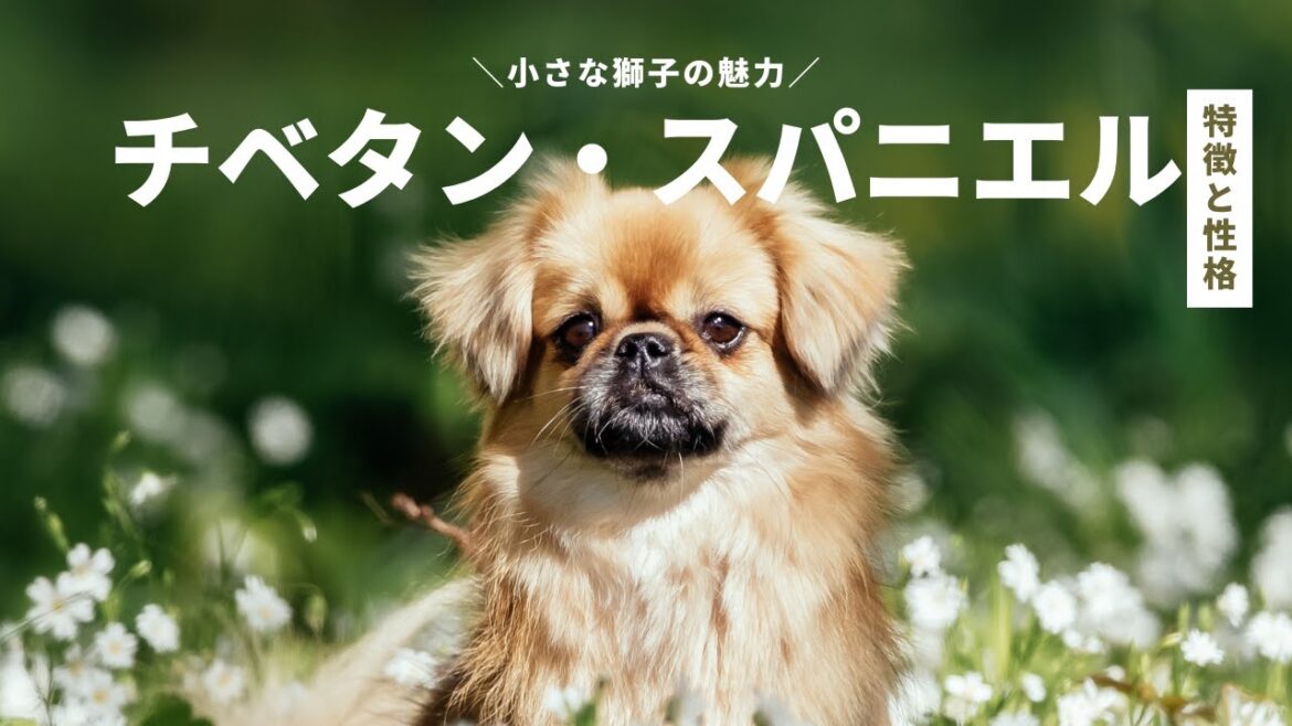 小さな獅子の魅力：チベタン・スパニエルの特徴と性格【#社交的 #フラッシング #トリミング #コンパニオンドッグ #小さな獅子 #小型犬】