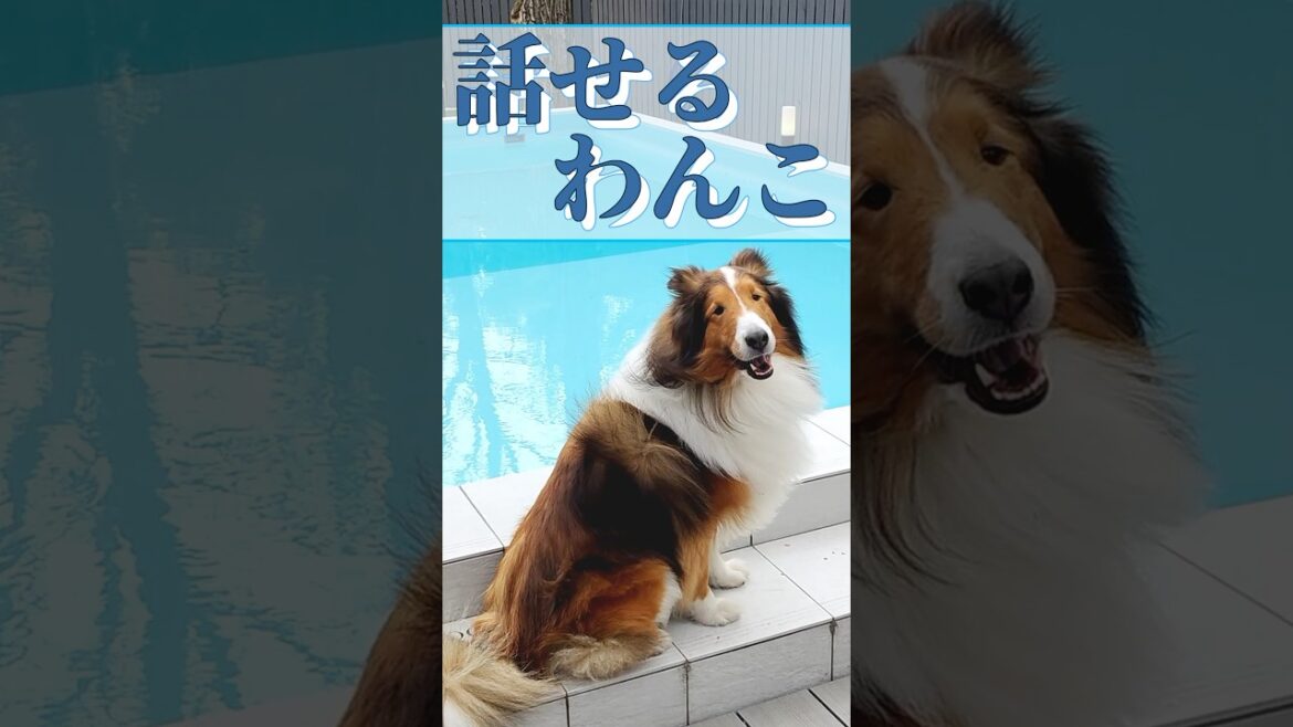 手のひらコロコロ♪あざとすぎるシェルティ【会話ボタンでしゃべる犬】 #shorts #犬