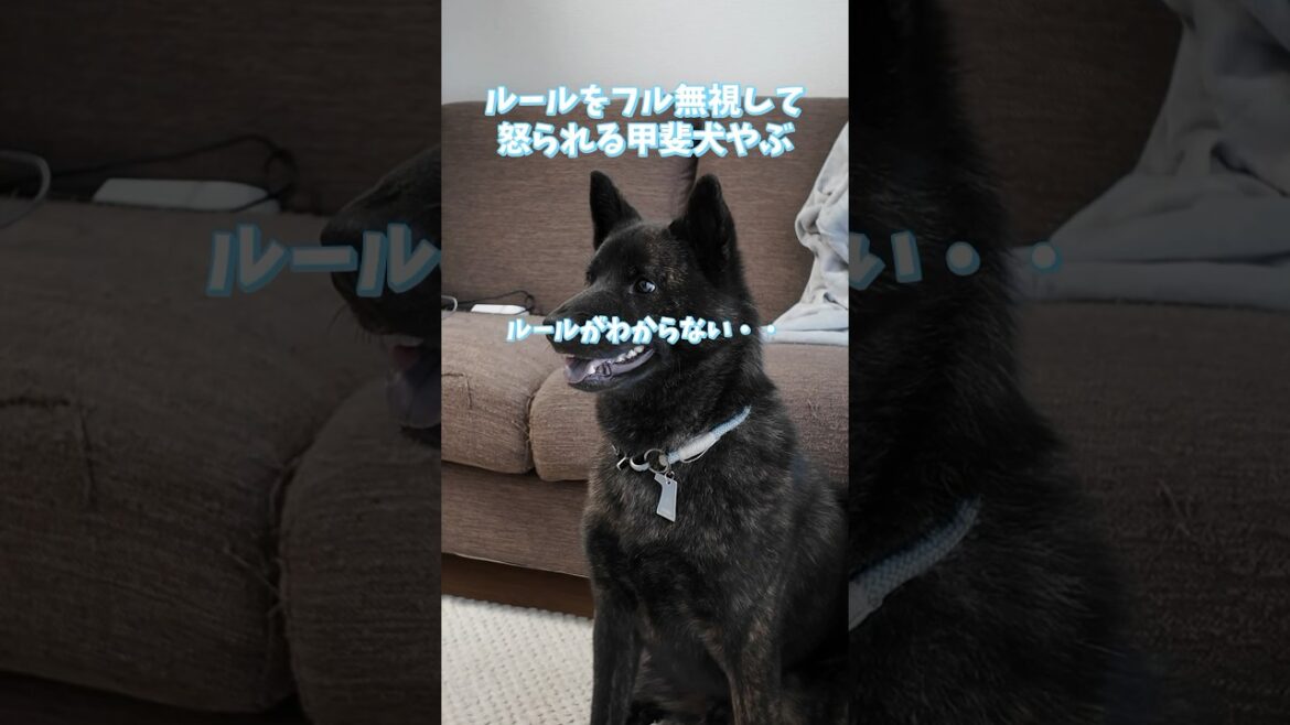 【爆笑！】クイズのルールをフル無視する甲斐犬やぶが面白すぎた🐕#ペット #犬 #甲斐犬 #いぬのいる生活 #甲斐犬やぶ