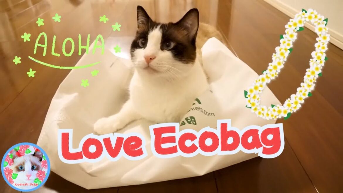 エコバッグに引っかかりエコに遊ぶのが大好きなスノーシュー猫 Snowshoe cat loves to get caught in eco-bags and play eco-friendly