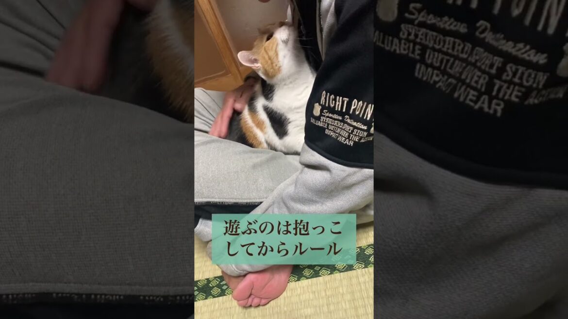 【三毛猫】遊ぶ前の恒例行事