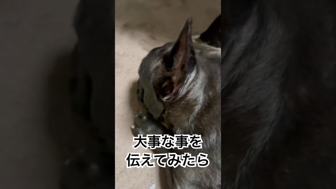 【本日の凛さん】フレンチブルドッグに大事な事を伝えてみたら…👀#frenchbulldog #frenchbulldoglife #shorts #frenchie