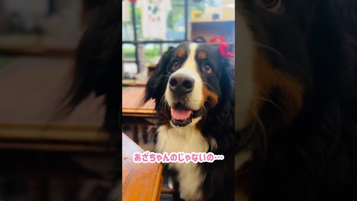 カフェ☕を満喫するバーニーズの午後🐾