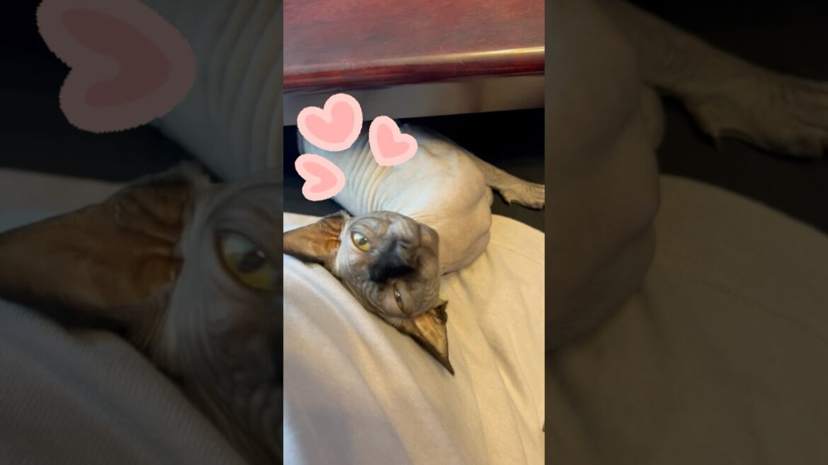 甘えん坊なスフィンクスがほんとに可愛すぎる♡#shorts #スフィンクス #スフィンクス猫 #sphynx #猫動画