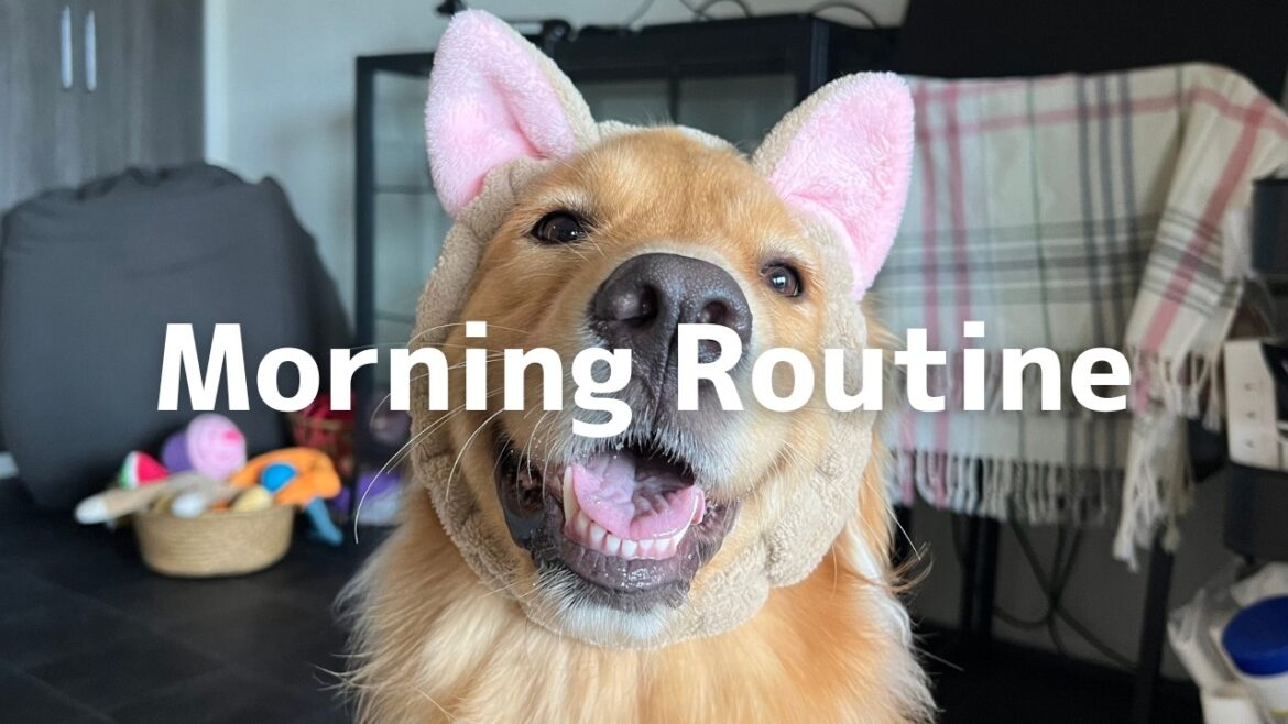 【Vlog】ゴールデンレトリーバーと過ごす朝/Morning Routine with My Golden Retriever 【Vlog】ゴールデンレトリーバーと過ごす朝/Morning Routine with My Golden Retriever