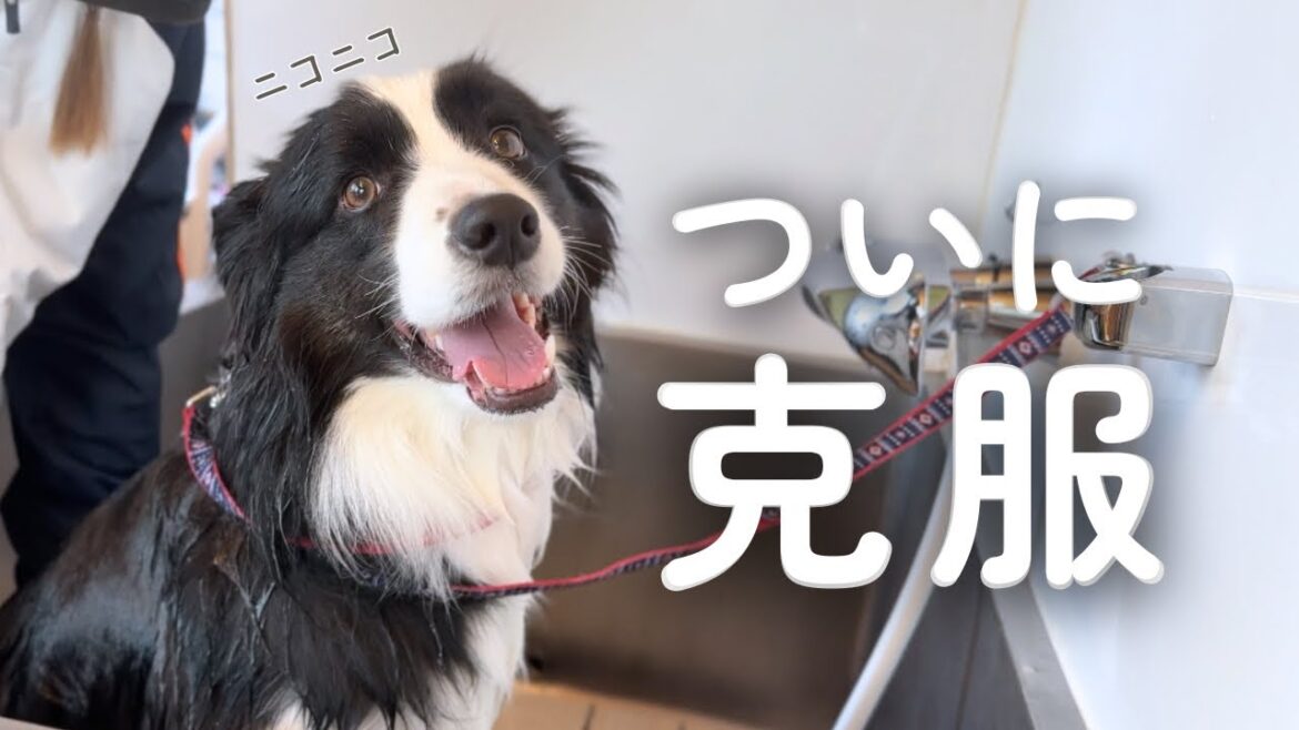 ついに、大っ嫌いだったシャンプーを克服しました！！【ボーダーコリー】